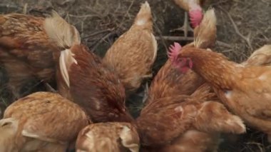 Kümes hayvanları çiftliğindeki yeşil çimlerin arasında kırmızı tüylü horoz