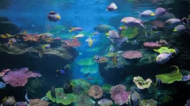 Huzurlu suda mercan resifinde yüzen bir balık sürüsü. Derin mavi bir deniz.