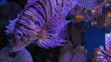 Aslan balıkları berrak mavi sularda, parlak kırmızı zehirli yırtıcı balıklar ve resifle birlikte tropik mavi denizde aslan balıklarıdır. Tehlikeli balıklar.