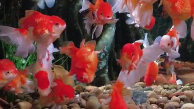 Akvaryumda yüzen Japon balıkları akvaryumda yüzerler.