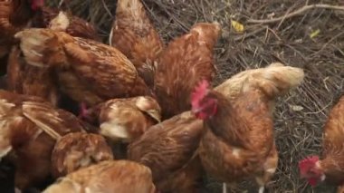 Kümes hayvanları çiftliğindeki yeşil çimlerin arasında kırmızı tüylü horoz