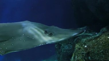 Açık mavi bir akvaryumda sakince yüzen gitarbalığı.