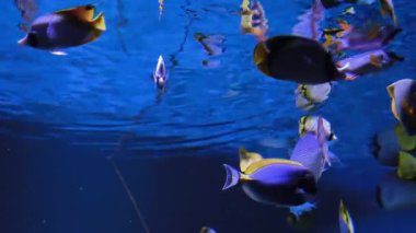 Su altı akvaryum cennetinde renkli balıklarla dolu canlı mercan resifleri.