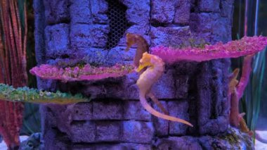Denizde yüzen deniz atı, Hipokampus beyazı, yaygın olarak White 's Sea Horse olarak bilinir.