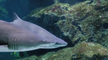 Blacktip Resif Köpekbalıkları Su Avcısı Okyanus Dev Köpekbalığı Sualtı Görünümü