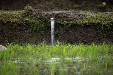 Yağmur mevsiminde pirinç tarlalarındaki genç pirinç bitkileri güzel ve arka planlar için uygundur.