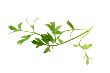 Beyaz arka planda izole edilmiş maydanoz taze bitkisi..