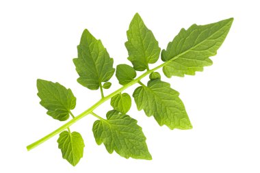 Beyaz arkaplanda domates yaprakları izole.