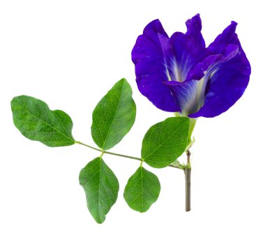 Kelebek bezelye çiçek beyaz arka plan üzerinde izole kapatmak.