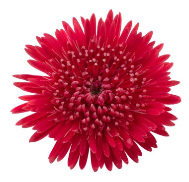 Gerbera papatya çiçek (Gerbera jamesonii) Beyaz Arka Plan izole.