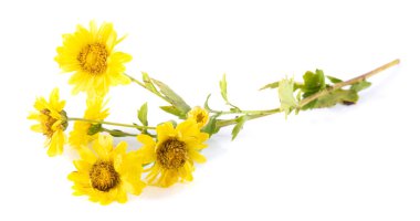 Beyaz arkaplanda izole edilmiş sarı kasımpatı çiçekleri.