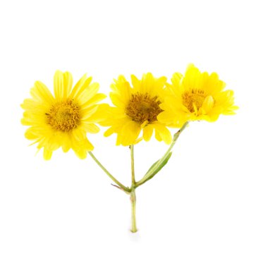 Beyaz arkaplanda izole edilmiş sarı kasımpatı çiçekleri.