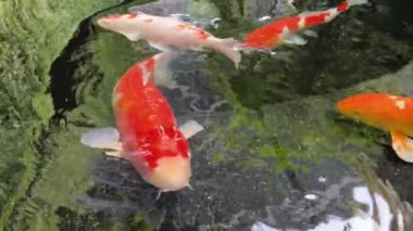 Koi kristal berrak bir gölette yavaşça yüzer.