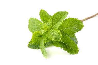 Beyaz bir arka plan üzerinde izole taze nane yaprağı