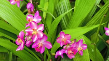 Spatthoglottis Bahçe Orkideleri uzun ve yapraksız sapların üzerinde otururlar. Parlak sarıdan pembeye ve mora özellikle tropikal ormanlardaki epifitler ve değerli sera bitkileridir.