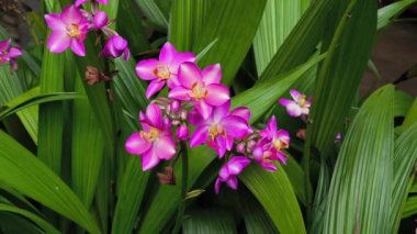 Spatthoglottis Bahçe Orkideleri uzun ve yapraksız sapların üzerinde otururlar. Parlak sarıdan pembeye ve mora özellikle tropikal ormanlardaki epifitler ve değerli sera bitkileridir.