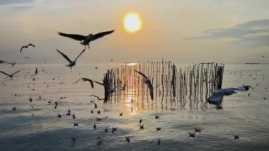 Akşamları, güneşin ışığı kaybolduğunda Deniz 'in üzerinde uçan martılar.