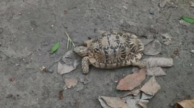 Leopar kaplumbağası koruyucu bir kabukla yavaşça yerde yürüyor.