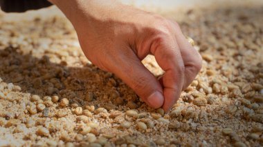 Çiftçinin eli toprağa tohum ekiyor bahçe metaforunda toprak ekiyor, tarım kavramında kahve tohumu yetiştiriyor..