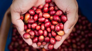 Taze kırmızı kahve, elinde vişneli kahve çekirdeği.