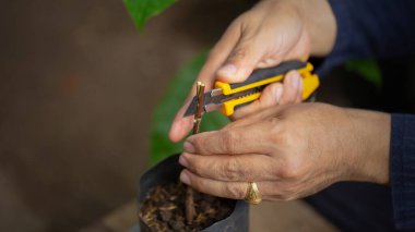 Kahve filizleri hazırlamak, kahve bitkilerini yaymak için kullanılan bir tekniktir. Arzu edilen bir kahve çeşitliliğinden başka bir bitkinin kökleri üzerine yapılan çekimlere katılarak.