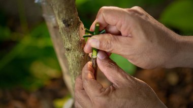 Kahve filizleri hazırlamak, kahve bitkilerini yaymak için kullanılan bir tekniktir. Arzu edilen bir kahve çeşitliliğinden başka bir bitkinin kökleri üzerine yapılan çekimlere katılarak.