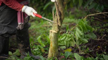 Kahve tarlalarındaki kahve ağaçlarının budanması ve bakımı sağlıklı büyümeyi teşvik ediyor ve üretkenliği artırıyor. Bitki şeklini kontrol et ve hastalıkları önle