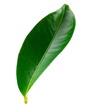 Mangosteen yaprakları beyaz bir arkaplan üzerinde izole.