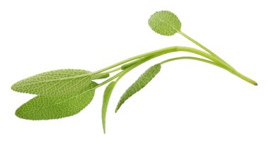 Beyaz arkaplanda yalıtılmış adaçayı bitkisi.