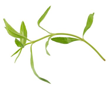 Taze tarhun otları, tarhun otları beyaz arka planda izole bir şekilde kapanıyor..