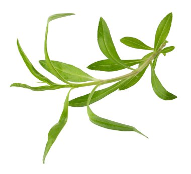 Taze tarhun otları, tarhun otları beyaz arka planda izole bir şekilde kapanıyor..