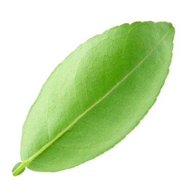 Citrus beyaz bir arkaplan üzerinde izole bırakır.