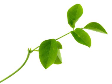 Bezelye çiçeklerini beyaz arkaplanda yalıtılmış bir şekilde kapat.