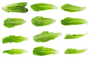 Çünkü Beyaz Arkaplanda Marul İzole Edildi