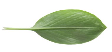 Zencefil ve zencefil yaprakları beyaz arkaplanda izole edilmiş