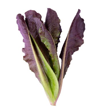 Beyaz bir arka plan üzerinde izole kırmızı yaprak marul