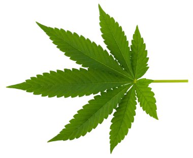 Yeşil kenevir yaprağı beyaz arkaplanda izole edilir