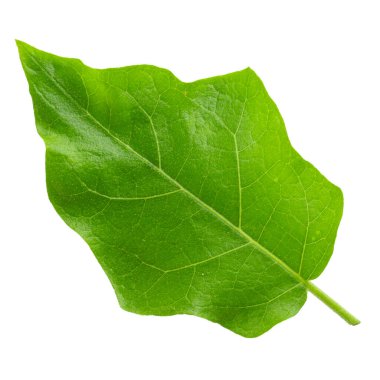 Bezelyeli patlıcan veya hindi üzümü beyaz arka planda izole edilmiş.