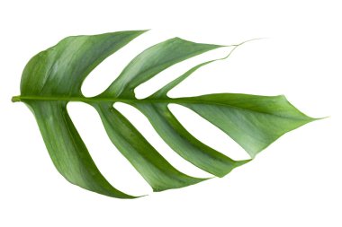 Epipremnum Pinnatum Cebu Blue 'nun taze yaprağına yakın plan beyaz arka planda izole edilmiş.