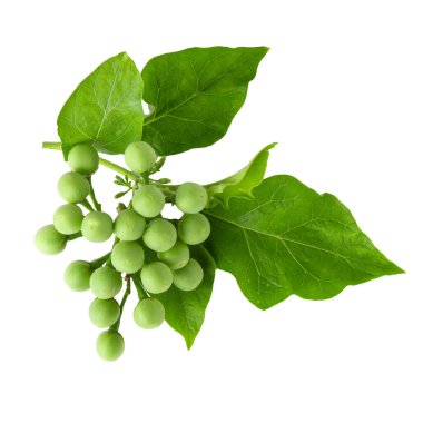 Bezelyeli patlıcan veya hindi üzümü beyaz arka planda izole edilmiş.