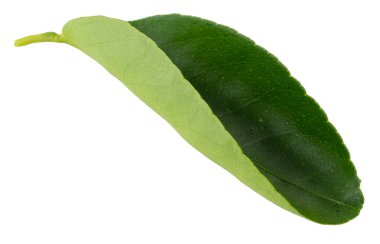 Limon yaprakları, Citrus yaprakları beyaz arka planda soyutlanmış..