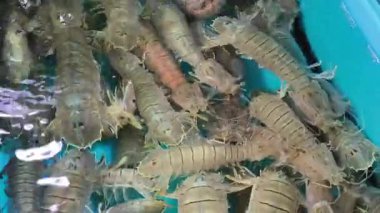 Mantid karidesleri Tayland 'daki deniz ürünleri pazarında sudalar..