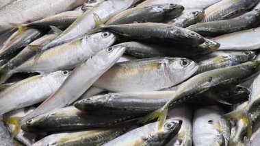 Uskumrular deniz ürünleri pazarında satılmak üzere tepsilere konur.