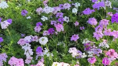 Güzel beyaz, pembe ve mor Lantana Camara yaz çiçeği