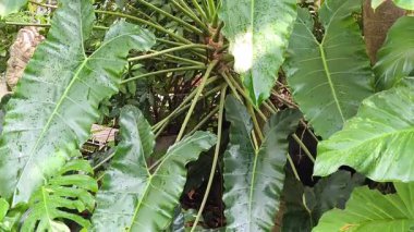 Büyük Philodendron yaprakları, güzel bitki Philodendron stenolobum