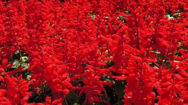 Parlak kırmızı Kırmızı Bilge çiçekleri tamamen çiçek açmış.