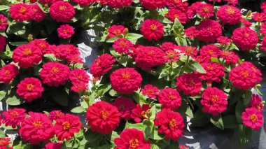 pembe zinnia Bahçe