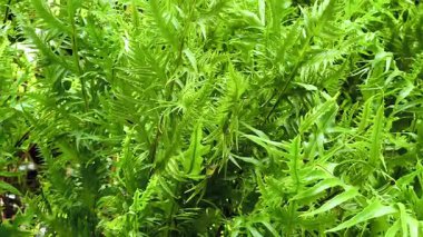 Güzel ve ilginç bir eğrelti otu, Yeşil Yaprak 'ın Doğal Arkaplanı