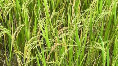 Pirinç tarlasında yemyeşil pirinç kulakları, çeltik tarlasında yetişen yeşil pirinç bitkileri..