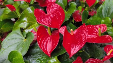 Yemyeşil yapraklarla çevrili kırmızı anthurium çiçeklerinin canlı bir gösterisi.